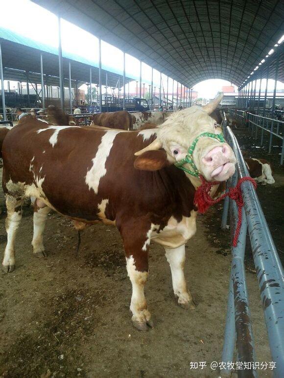 常识养殖肉牛技术培训_常识养殖肉牛技术视频_肉牛养殖技术常识