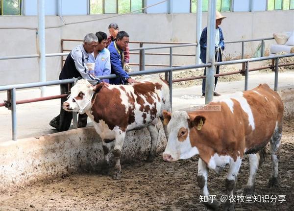 常识养殖肉牛技术视频_肉牛养殖技术常识_常识养殖肉牛技术培训