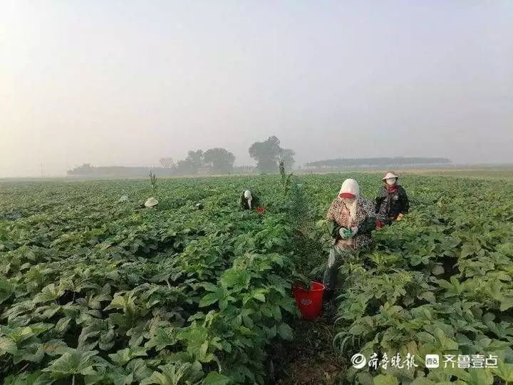 花官镇杨王村党支部书记王红亮发展种植产业带动乡亲致富