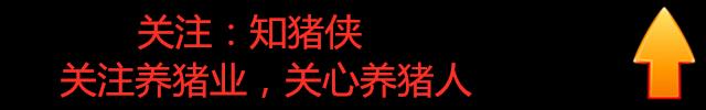 养殖猪技术知识_猪的养殖技术_养殖猪技术培训学校