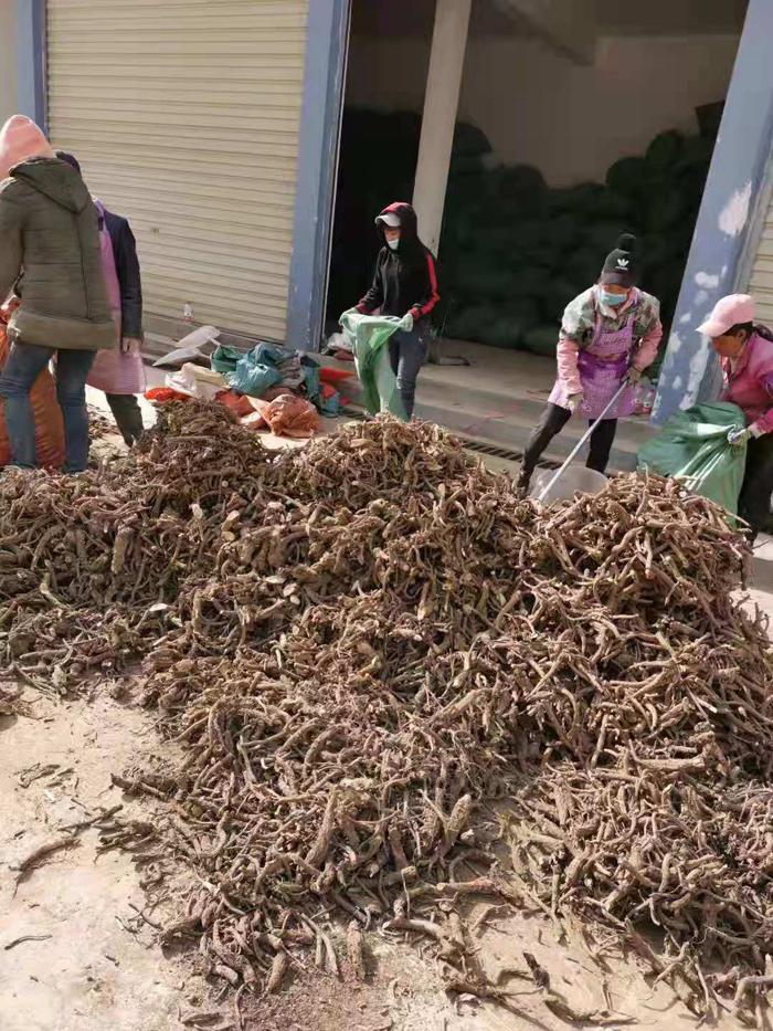 中药材种植致富经_致富药材种植_中药种植致富新路