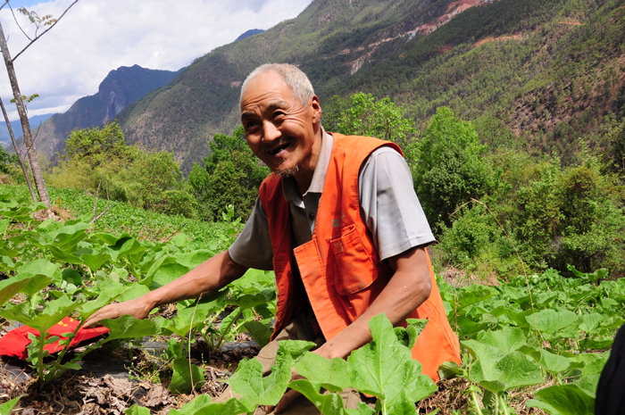 中药种植致富新路_中药材种植致富经_致富药材种植