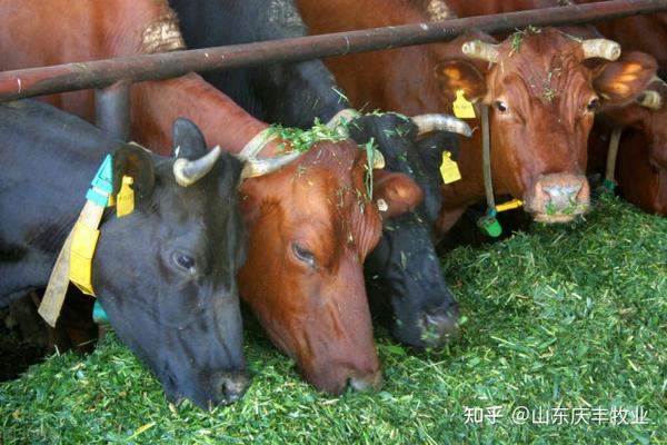 肉牛养殖技术常识_常识养殖肉牛技术培训_养殖肉牛的技术有哪些