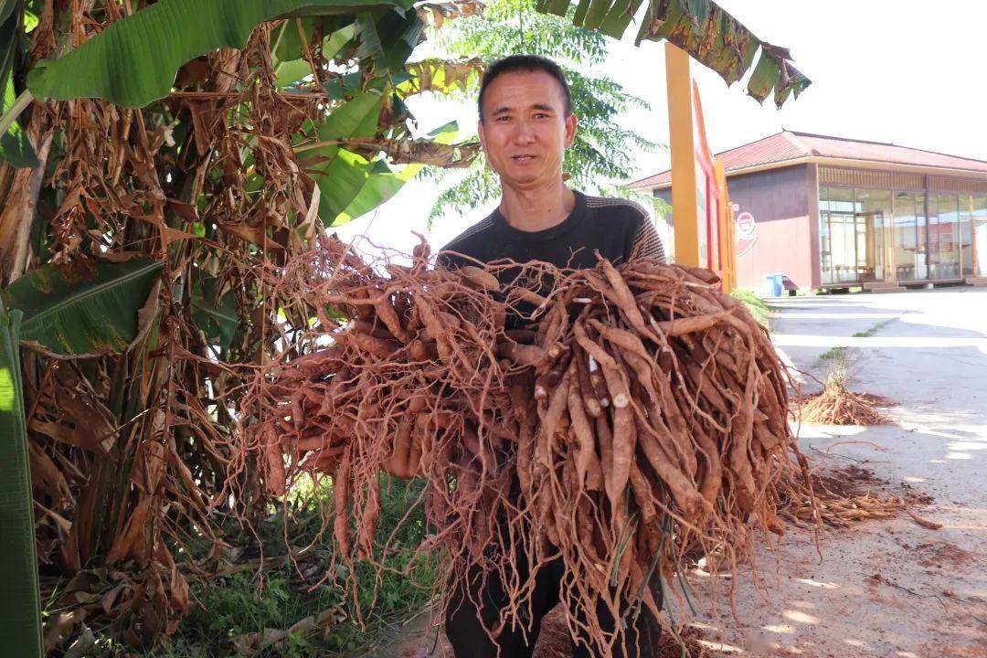 种植中药材群众致富经验_致富药材种植群众经验中的问题_致富经药材种植业完整版