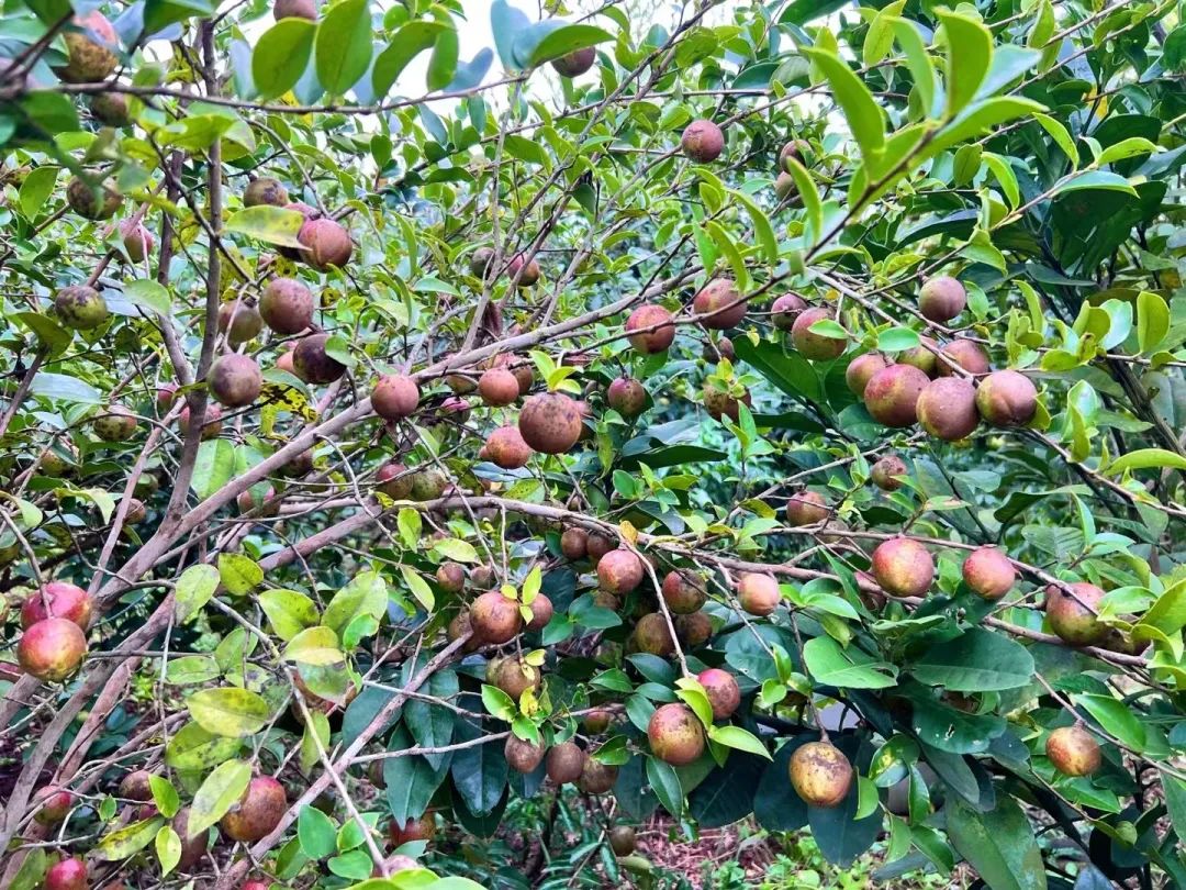 致富药材种植_中药种植致富新路_致富经种植中药材视频