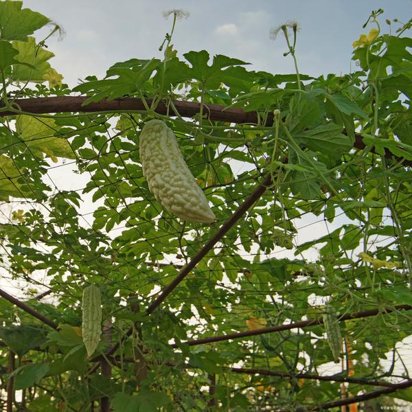 苦瓜种植视频教程_露地苦瓜种植技术视频_苦瓜种植管理技术要点视频