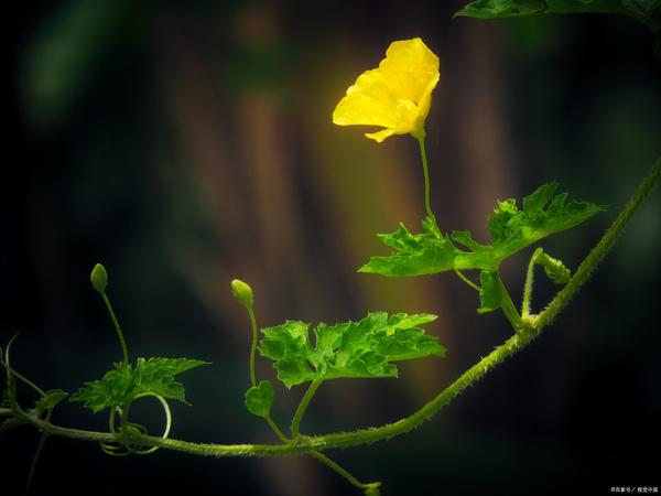 苦瓜种植视频教程_苦瓜种植管理技术要点视频_露地苦瓜种植技术视频