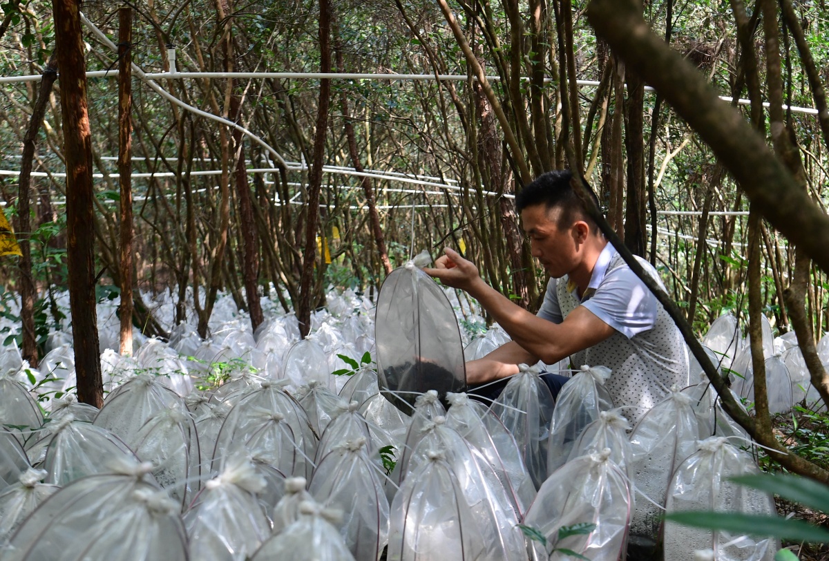 致富经种植中药材视频_中药种植致富新路_中药材致富