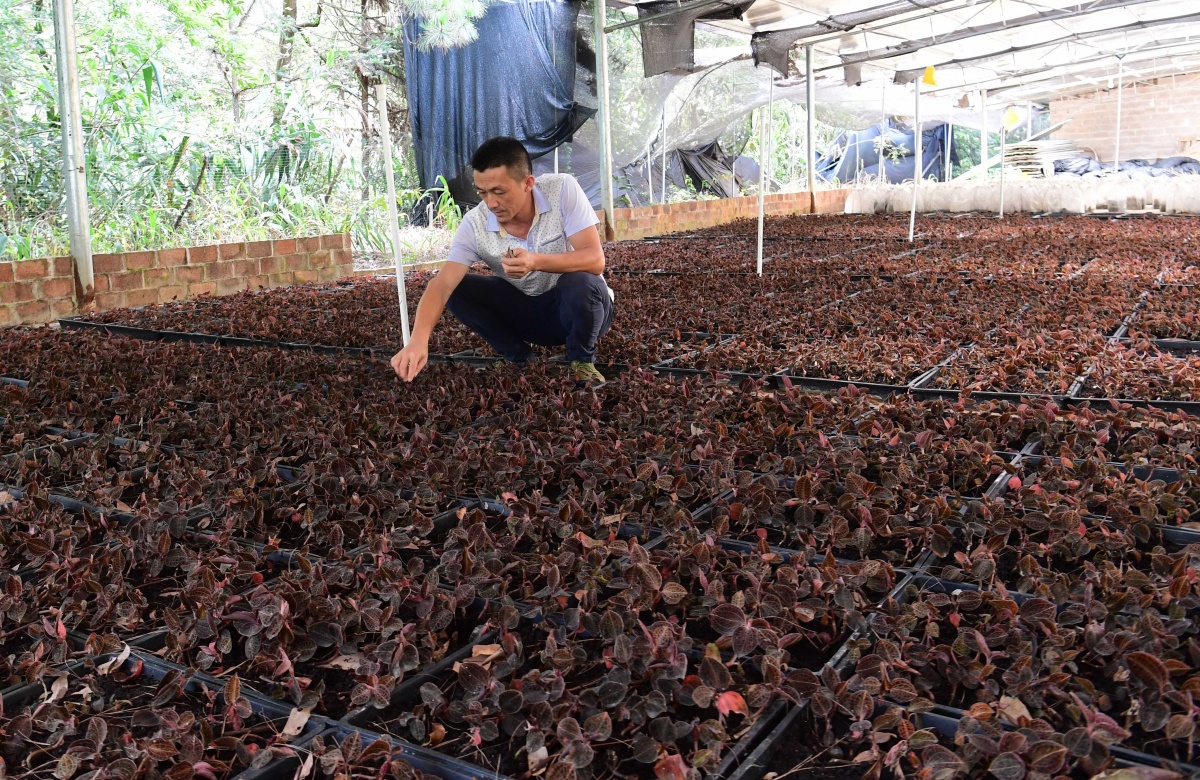 中药种植致富新路_中药材致富_致富经种植中药材视频