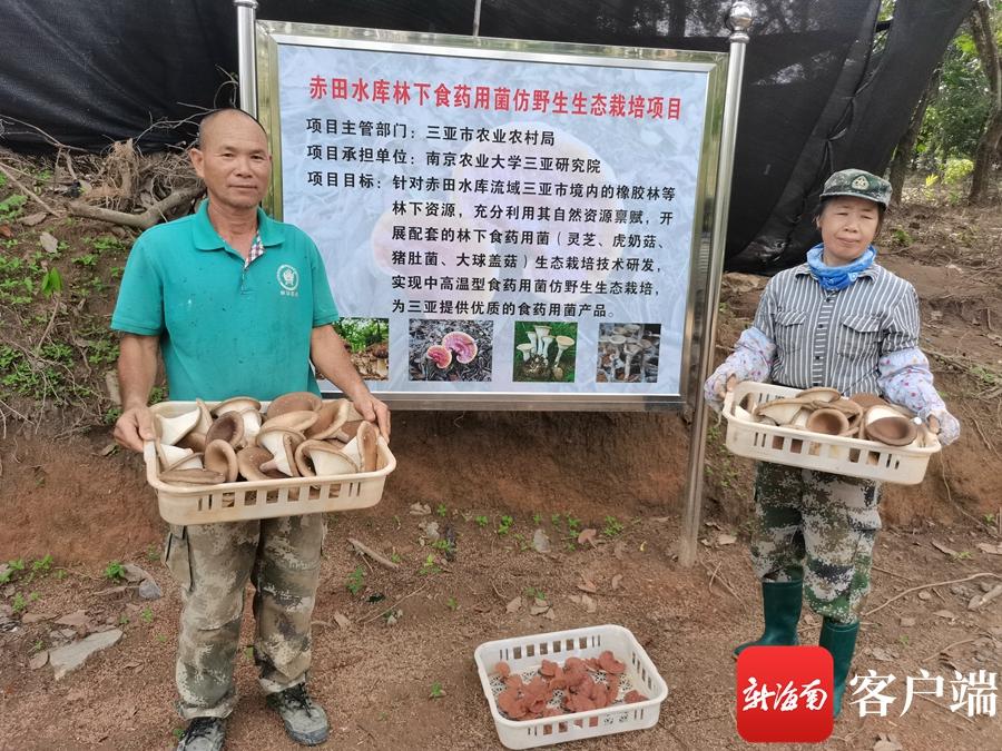 椰视频 | 三亚推广林下食药用菌仿野生栽培示范种植