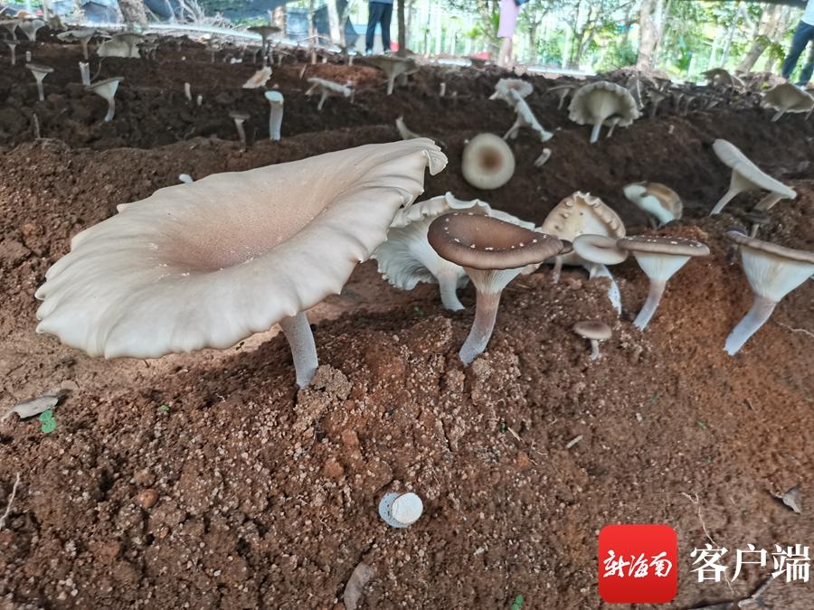 致富经药用菌_致富经食用菌_致富经食用菌种植