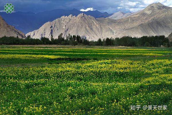 致富种植三七好吗_三七的种植成本与利润_种植三七致富