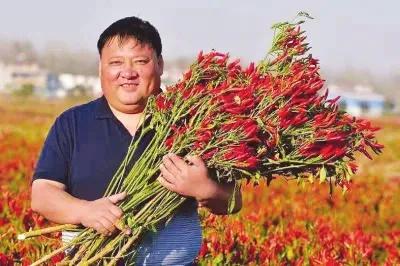 鸡枞菌价格_鸡枞菌菌种出售_致富经鸡枞菌