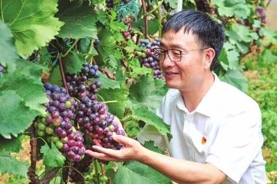 鸡枞菌价格_致富经鸡枞菌_鸡枞菌菌种出售