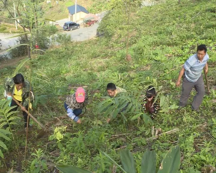 致富经药材种植业完整版_种植中药材群众致富经验_致富经中草药种植项目