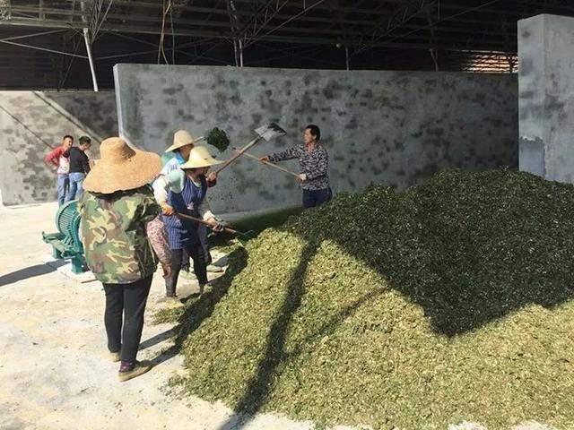 致富经构树种植视频_构树致富经_致富经构树