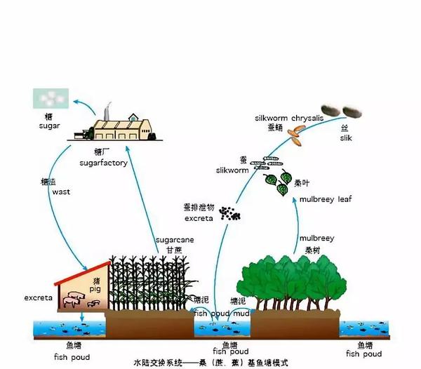 大棚龙虾养殖基地项目_致富经大棚养殖龙虾_致富经大棚种植龙虾