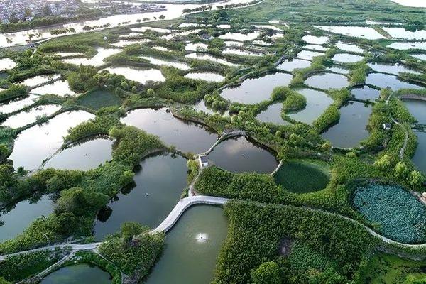 大棚龙虾养殖基地项目_致富经大棚养殖龙虾_致富经大棚种植龙虾