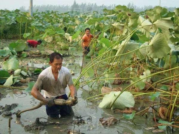 致富经大棚种植龙虾_大棚龙虾养殖基地项目_致富经大棚养殖龙虾