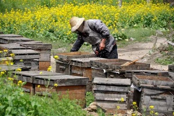 大棚龙虾养殖基地项目_致富经大棚种植龙虾_致富经大棚养殖龙虾