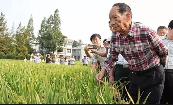 致富经大棚种植龙虾_致富经大棚养殖龙虾_大棚龙虾养殖基地项目