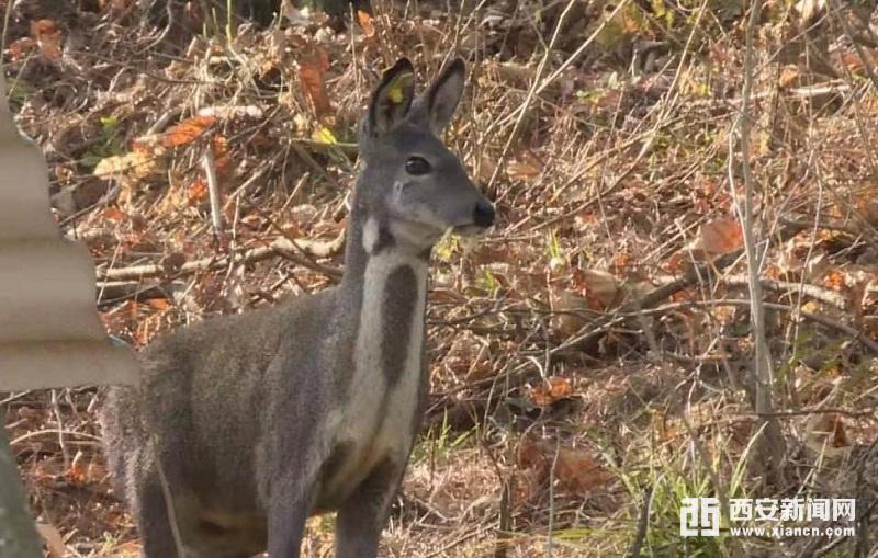 佛坪：林麝养殖蹚新路 深山飘出“致富香”