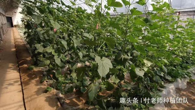 黄瓜如何种植更高产？