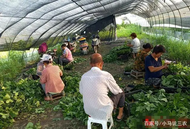 致富经构树_致富经构树养猪视频_构树致富骗局