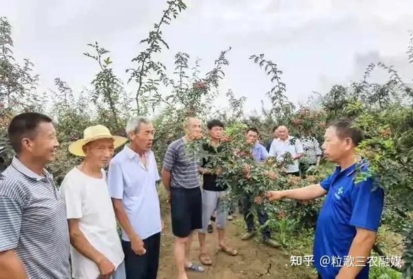 石榴种植效益_致富经种植石榴_致富石榴种植视频