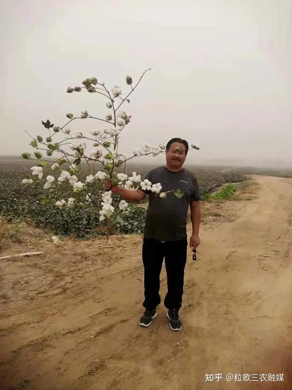 致富经种植石榴_石榴种植效益_致富石榴种植视频