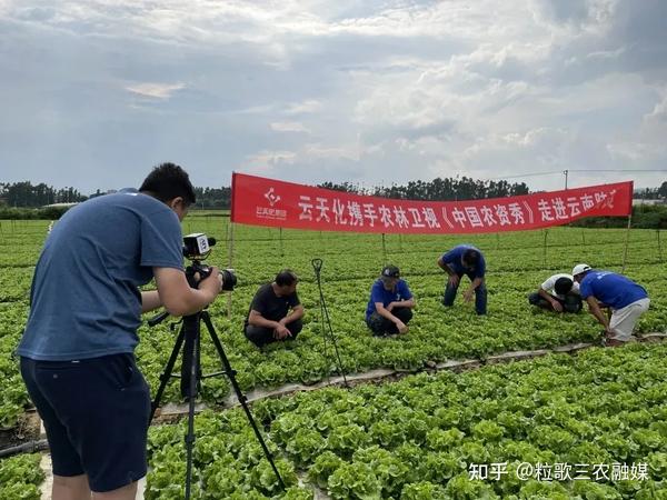 致富石榴种植视频_致富经种植石榴_石榴种植效益