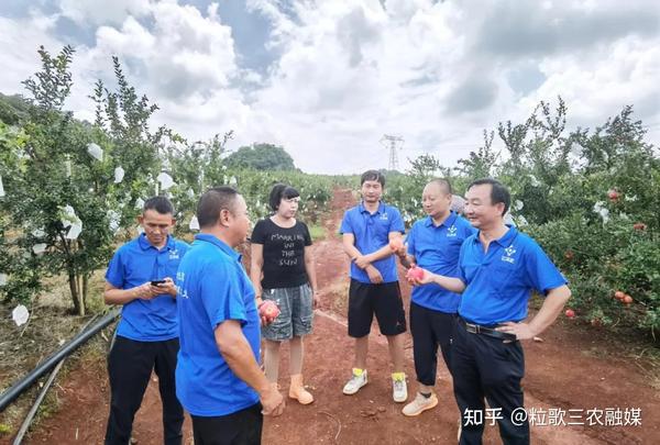 致富石榴种植视频_石榴种植效益_致富经种植石榴