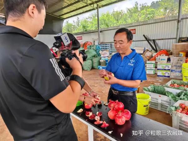 致富石榴种植视频_石榴种植效益_致富经种植石榴