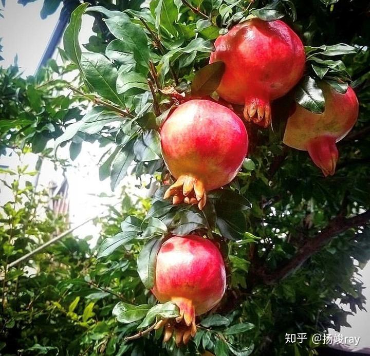 香柚树种在庭院什么位置好_香柚树的种植技术_种植树技术香柚技术要求