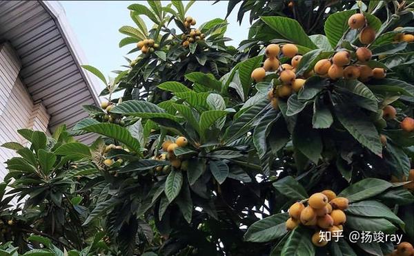 香柚树种在庭院什么位置好_种植树技术香柚技术要求_香柚树的种植技术