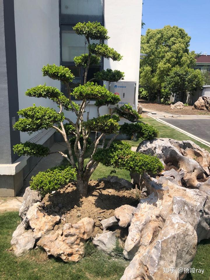 香柚树种在庭院什么位置好_香柚树的种植技术_种植树技术香柚技术要求