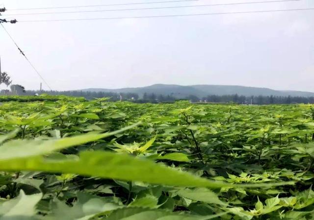 构树种植技术视频_致富经构树_构树扶贫什么意思