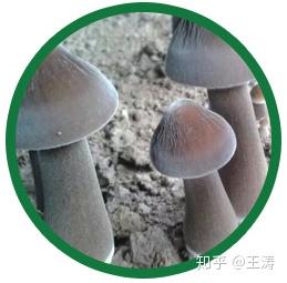 蘑菇视频种植技术大全_大蘑菇怎么种植技术视频_蘑菇种植视频大全