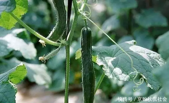 蔬菜种植，秋冬季黄瓜栽培技术，来看看常见病害的防治