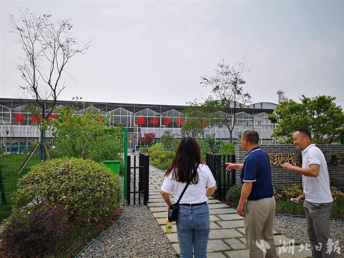 空心泡种植经济价值_种植空心泡致富_空心泡盆栽