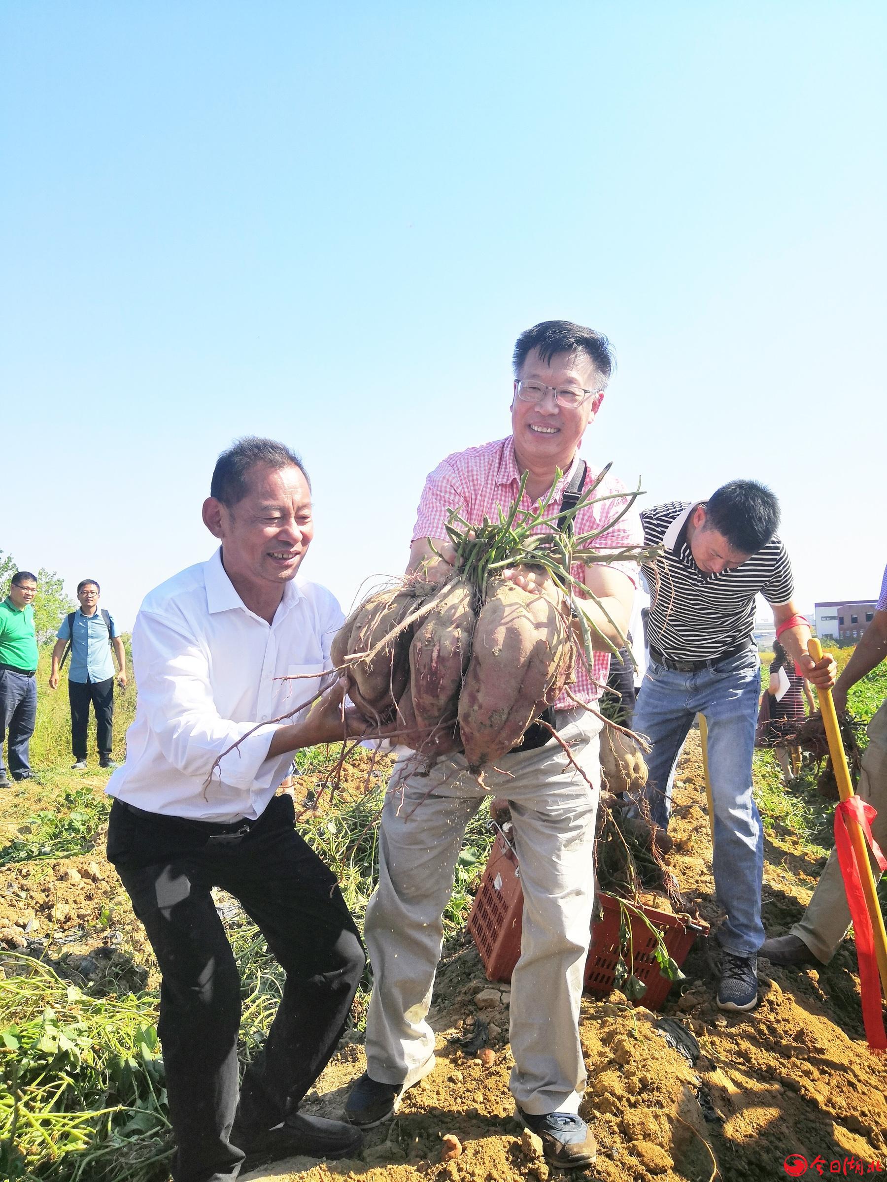 种植烤地瓜致富_致富种植地瓜怎么样_种植地瓜赚钱吗