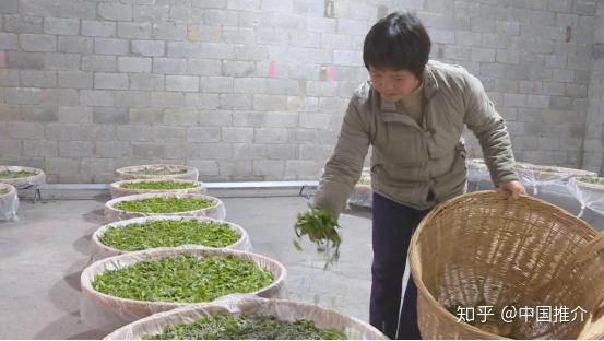 广西农村种植业致富项目_广西致富能人_广西种植致富例子