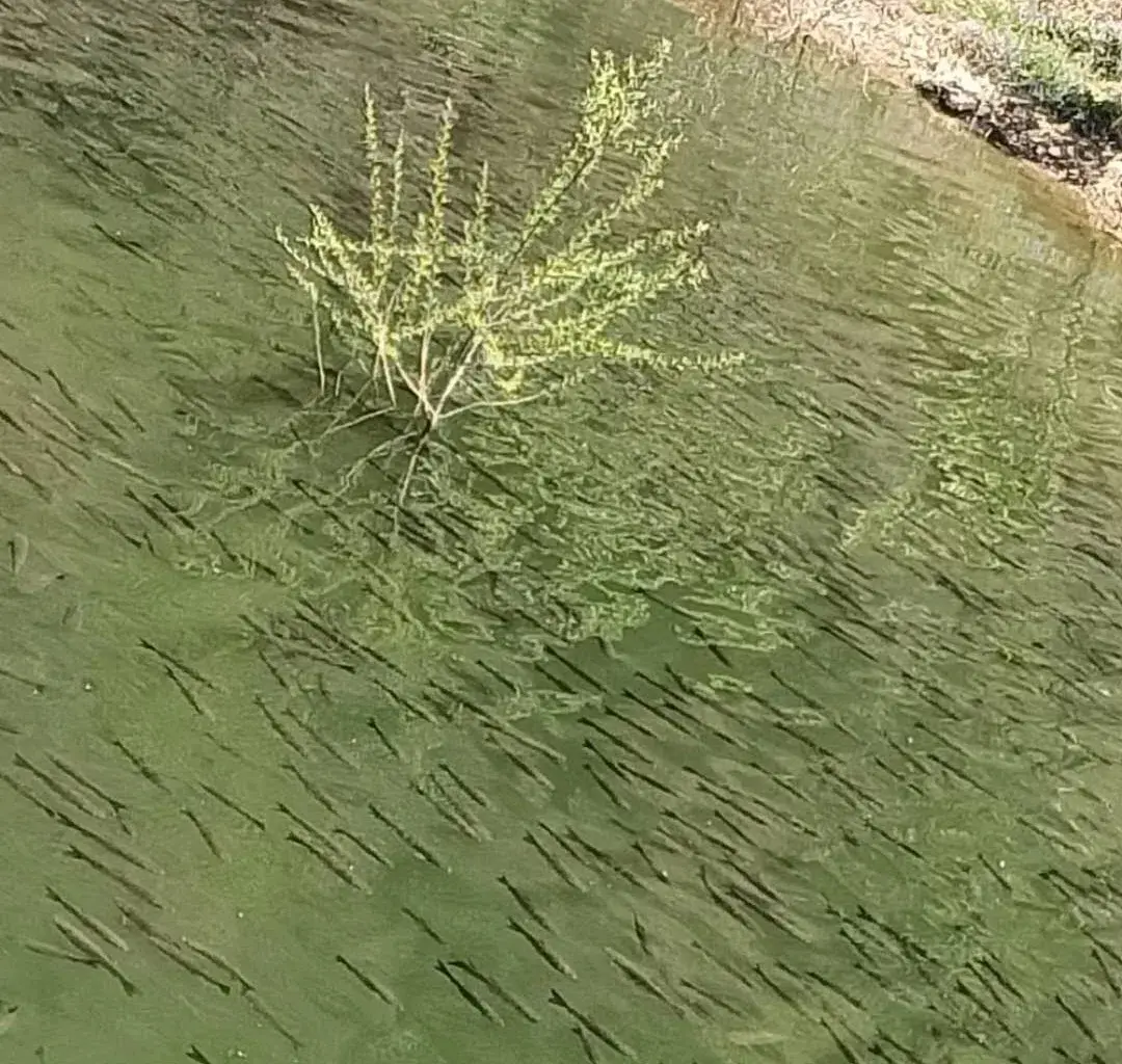 冷水养殖致富_致富经冷水鱼养殖视频_冷水鱼养殖项目