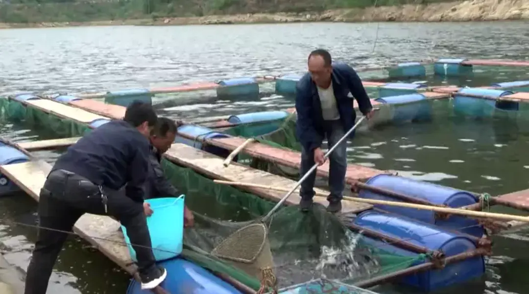 致富经冷水鱼养殖视频_冷水养殖致富_冷水鱼养殖项目