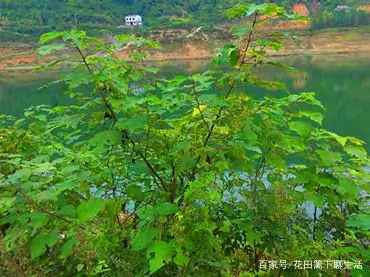 致富经构树_致富经构树种植视频_致富经构树养猪视频