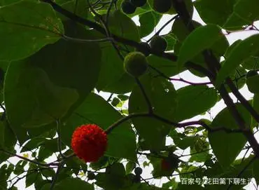 致富经构树养猪视频_致富经构树种植视频_致富经构树