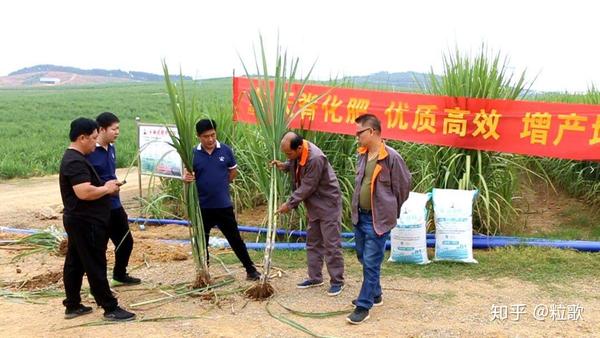 致富种植视频全集_广西种植致富例子_广西致富能人