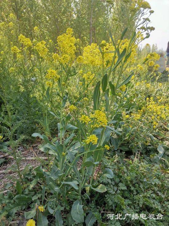 致富种植业_致富种植什么比较赚大钱_2019致富种植