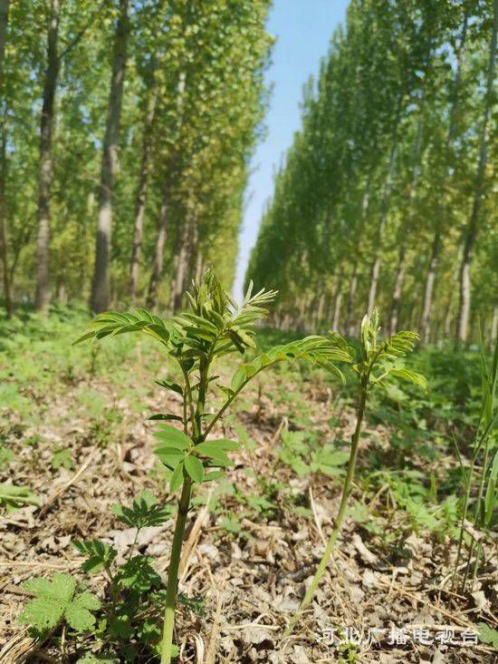 2019致富种植_致富种植什么比较赚大钱_致富种植业