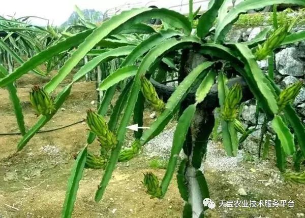 红龙果子的种植方法_红龙果种植技术_种植果红龙技术视频